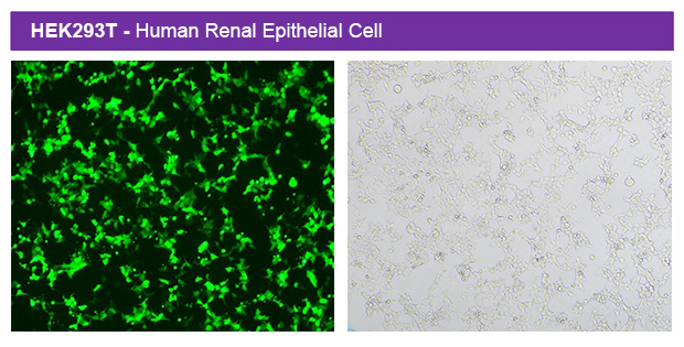 1767063571147606.jpg e300-01.jpg