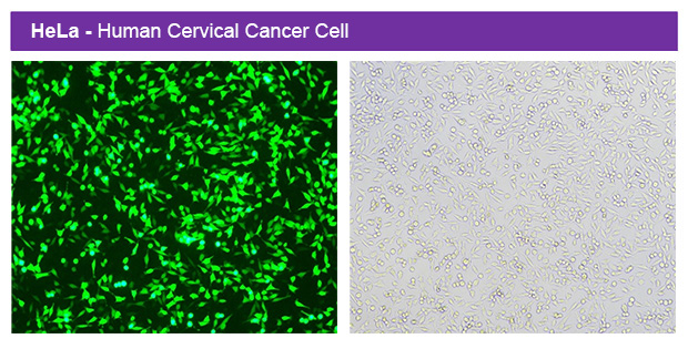 1767063576483333.jpg e300-02.jpg