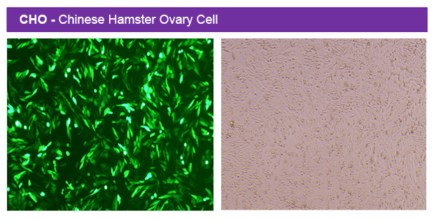 1767063580512886.jpg e300-3.jpg