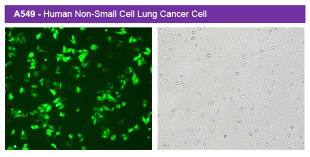 1767065208255865.jpg ut300-1.jpg