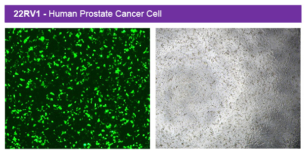 1767065226260384.jpg ut300-3.jpg