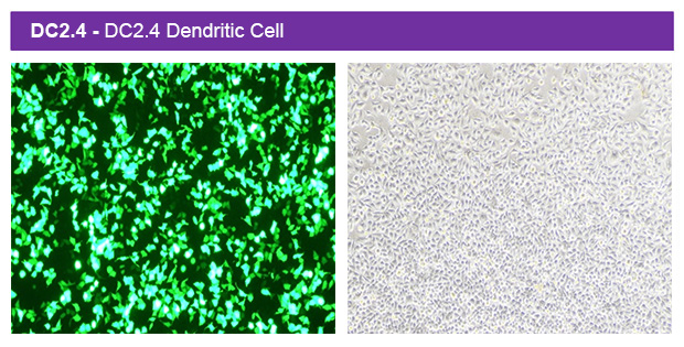 1767065239700451.jpg tu300-4.jpg